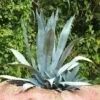 Agave Americana - Agave D'Amérique -Promesse de fleurs Magasin agave americana 82186 5