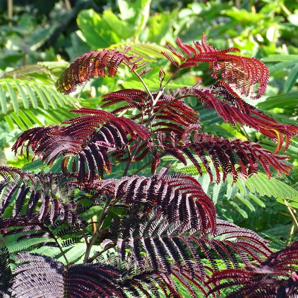 Albizia Julibrissin Summer Chocolate - Arbre à Soie 3 Albizia Julibrissin Summer Chocolate - Arbre à Soie
