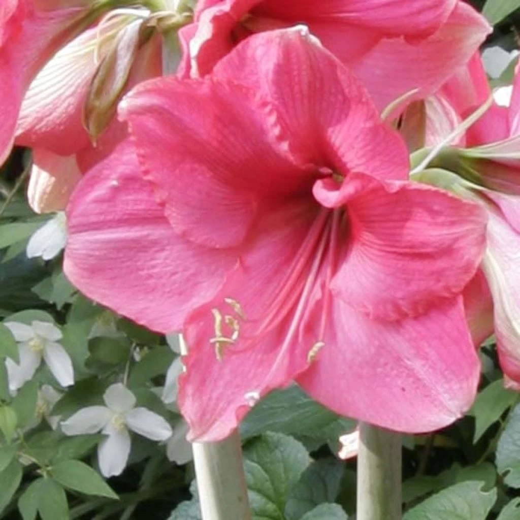 Amaryllis Pink Surprise 3 Amaryllis Pink Surprise