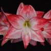 Amaryllis Spotlight* 2 Amaryllis Spotlight* -Promesse de fleurs Magasin amaryllis spotlight 56702 1