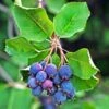 Amelanchier Alnifolia Saskatoon Berry -Promesse de fleurs Magasin amelanchier alnifolia saskatoon berry 85479 1