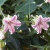 Araujia Sericifera Pink - Plante Cruelle 1 Araujia Sericifera Pink - Plante Cruelle -Promesse de fleurs Magasin araujia sericofera 681343 4