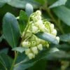 Arbutus Unedo Compacta - Arbousier -Promesse de fleurs Magasin arbutus unedo compacta 83240 3