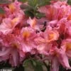 Azalée De Chine Berry Rose - Rhododendron Hybride -Promesse de fleurs Magasin azalee berry rose 80449 1