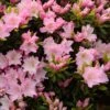 Azalée Du Japon Al's Picotee - Rhododendron Hybride -Promesse de fleurs Magasin azalee du japon al s picotee 15359 1