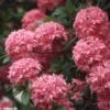 Azalée De Chine Homebush - Rhododendron Hybride -Promesse de fleurs Magasin azalee homebush 781687 1
