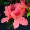 Azalée Japonaise Tamanini - Rhododendron Hybride 1 Azalée Japonaise Tamanini - Rhododendron Hybride -Promesse de fleurs Magasin azalee japonaise tamanini 85724 1