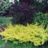 Berberis Thunbergii Golden Carpet - Epine-vinette 2 Berberis Thunbergii Golden Carpet - Epine-vinette -Promesse de fleurs Magasin berberis thunbergii golden carpet 83960 2