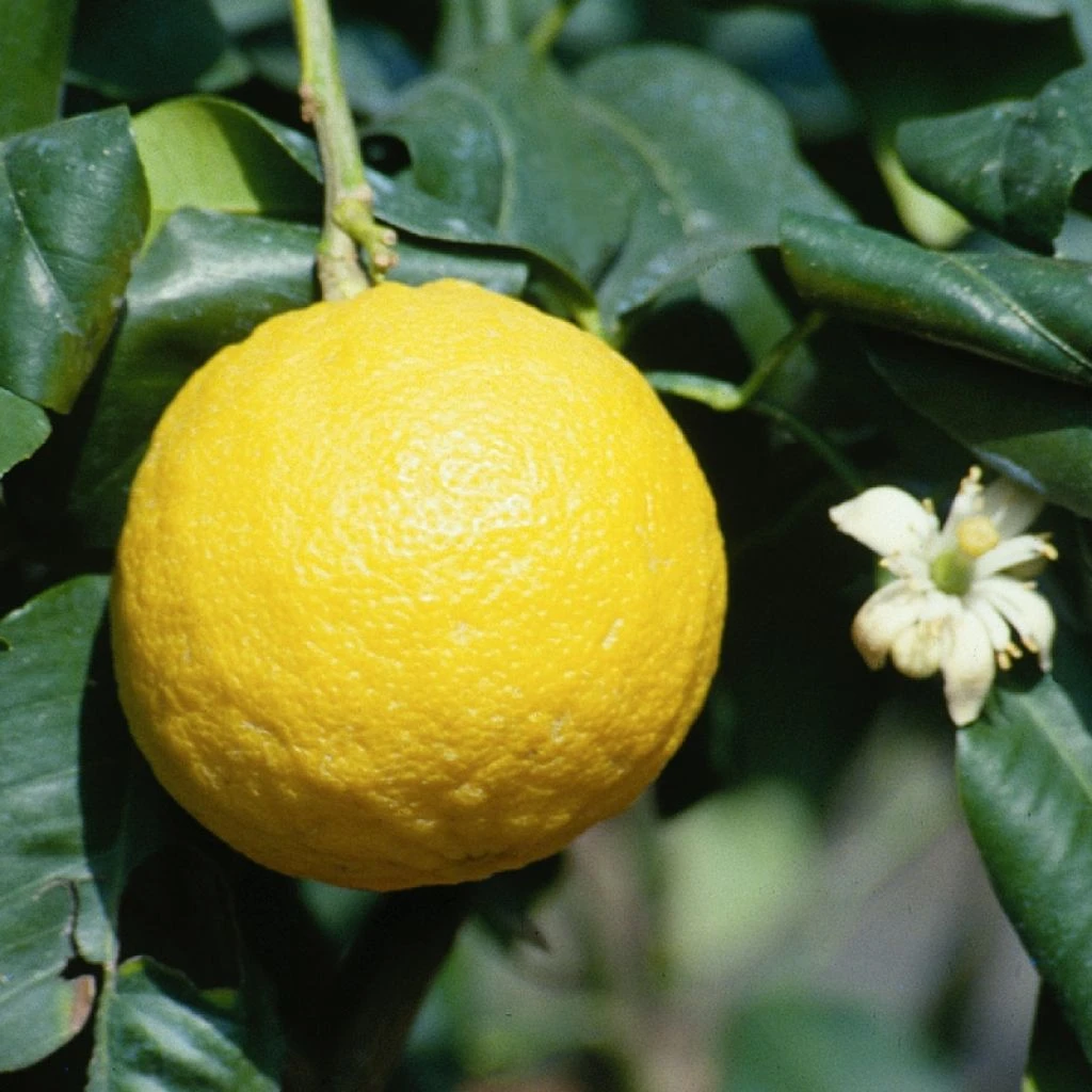 Bergamote - Citrus Bergamia 3 Bergamote - Citrus Bergamia
