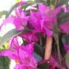 Bougainvillier Glabra Sanderiana -Promesse de fleurs Magasin bougainvillee glabra sanderiana 87011 1