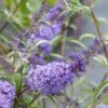 Buddleia Davidii Nanho Blue - Arbre Aux Papillons Nain 2 Buddleia Davidii Nanho Blue - Arbre Aux Papillons Nain -Promesse de fleurs Magasin buddleia davidii nanho blue 80060 2