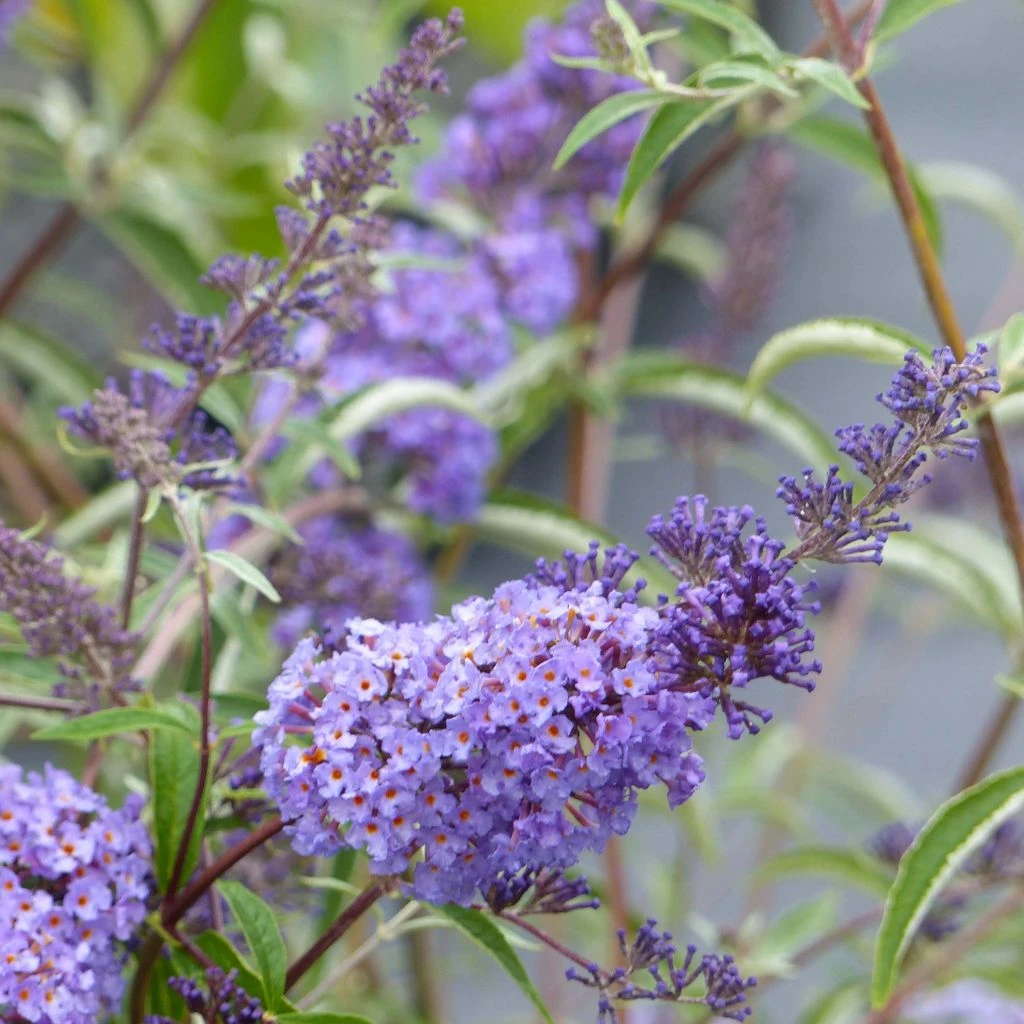 Buddleia Davidii Nanho Blue - Arbre Aux Papillons Nain 3 Buddleia Davidii Nanho Blue - Arbre Aux Papillons Nain