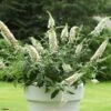 Buddleia White Chip - Arbre Aux Papillons Nain 2 Buddleia White Chip - Arbre Aux Papillons Nain -Promesse de fleurs Magasin buddleia ice chip 80061 1