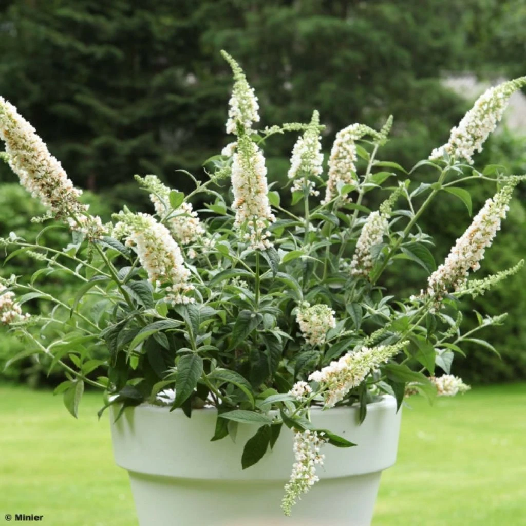 Buddleia White Chip - Arbre Aux Papillons Nain 3 Buddleia White Chip - Arbre Aux Papillons Nain