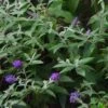 Buddleja Davidii Groovy Grape - Arbre à Papillons -Promesse de fleurs Magasin buddleja davidii groovy grape 86242 fe