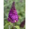 Buddleja Funky Fuchsia - Arbre Aux Papillons 1 Buddleja Funky Fuchsia - Arbre Aux Papillons -Promesse de fleurs Magasin buddleja funky fuchsia 100417 1