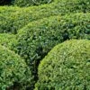 Buis Boule - Buxus Sempervirens -Promesse de fleurs Magasin buis double buxus sempervirens 7524 2