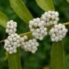 Callicarpa Dichotoma Albibacca -Promesse de fleurs Magasin callicarpa dichotoma albibacca 86429 1