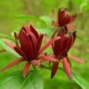 Calycanthus Floridus - Arbre Aux Anémones -Promesse de fleurs Magasin calycanthus floridus 9656 4