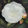 Camélia D'automne - Camellia Sasanqua Early Pearly 1 Camélia D'automne - Camellia Sasanqua Early Pearly -Promesse de fleurs Magasin camellia sasanqua early pearly 7976 1