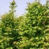 Carpinus Betulus Stegemanns Primus - Charme Commun -Promesse de fleurs Magasin carpinus betulus stegemanns primus 100428 1