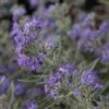 Caryopteris Clandonensis Ferndown - Spirée Bleue 2 Caryopteris Clandonensis Ferndown - Spirée Bleue -Promesse de fleurs Magasin caryopteris clandonensis ferndown 86239 1