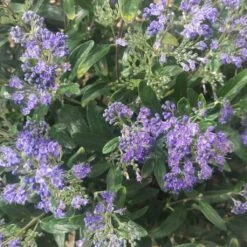 Caryopteris Petit Bleu - Spirée Bleue