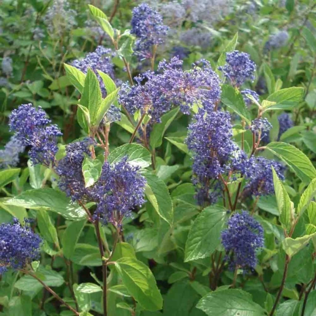 Céanothe Henri Desfossé - Lilas De Californie 3 Céanothe Henri Desfossé - Lilas De Californie