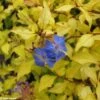 Ceratostigma Willmottianum Sapphire Ring 2 Ceratostigma Willmottianum Sapphire Ring -Promesse de fleurs Magasin cerastostigma sapphire ring 80432 1