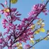 Cercis Siliquastrum - Arbre De Judée -Promesse de fleurs Magasin cercis Siliquastrum ld miluz 7583 1