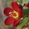 Cognassier Du Japon Hot Fire - Chaenomeles Speciosa -Promesse de fleurs Magasin chaenomeles speciosa hot fire 7817 1