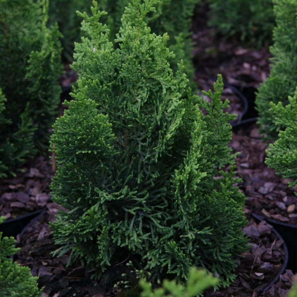 Cyprès Hinoki Du Japon - Chamaecyparis Obtusa Meroki Twin 3 Cyprès Hinoki Du Japon - Chamaecyparis Obtusa Meroki Twin