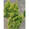 Chamaecyparis Obtusa Rashahiba - Faux Cyprès Hinoki Du Japon -Promesse de fleurs Magasin chamaecyparis obtusa rashahiba 1002462 1