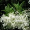 Chionanthus Virginicus - Arbre De Neige -Promesse de fleurs Magasin chionanthus virginicus 79782 2