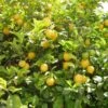 Citronnier Des 4 Saisons - Citrus Limon -Promesse de fleurs Magasin citronnier 4 saisons1