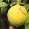 Citronnier - Citrus Limon Cerza -Promesse de fleurs Magasin citrus limon cerza
