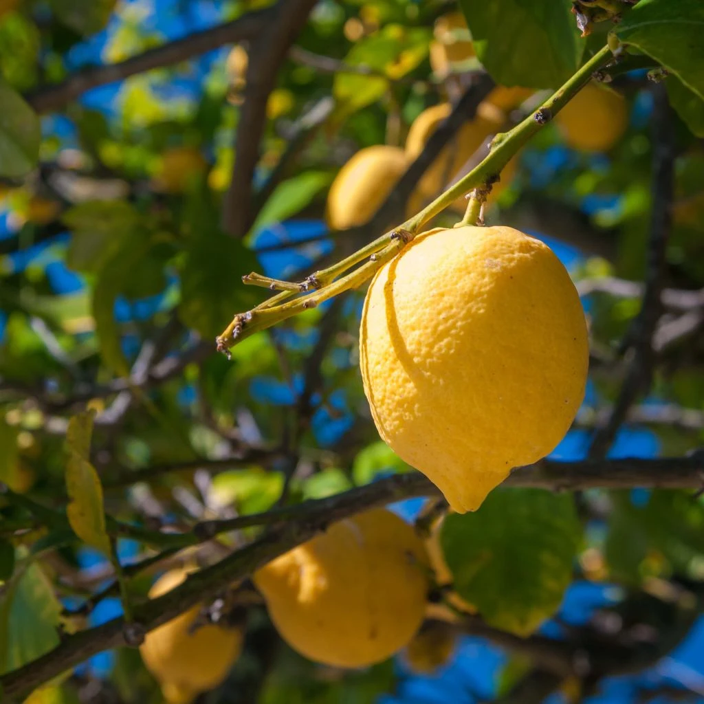 Citronnier De Syracuse - Citrus Limon Femminello Siracusano 3 Citronnier De Syracuse - Citrus Limon Femminello Siracusano