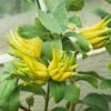 Main De Bouddha - Citrus Medica Var. Sarcodactylis -Promesse de fleurs Magasin citrus medica var. sarcodactylis 83370 5