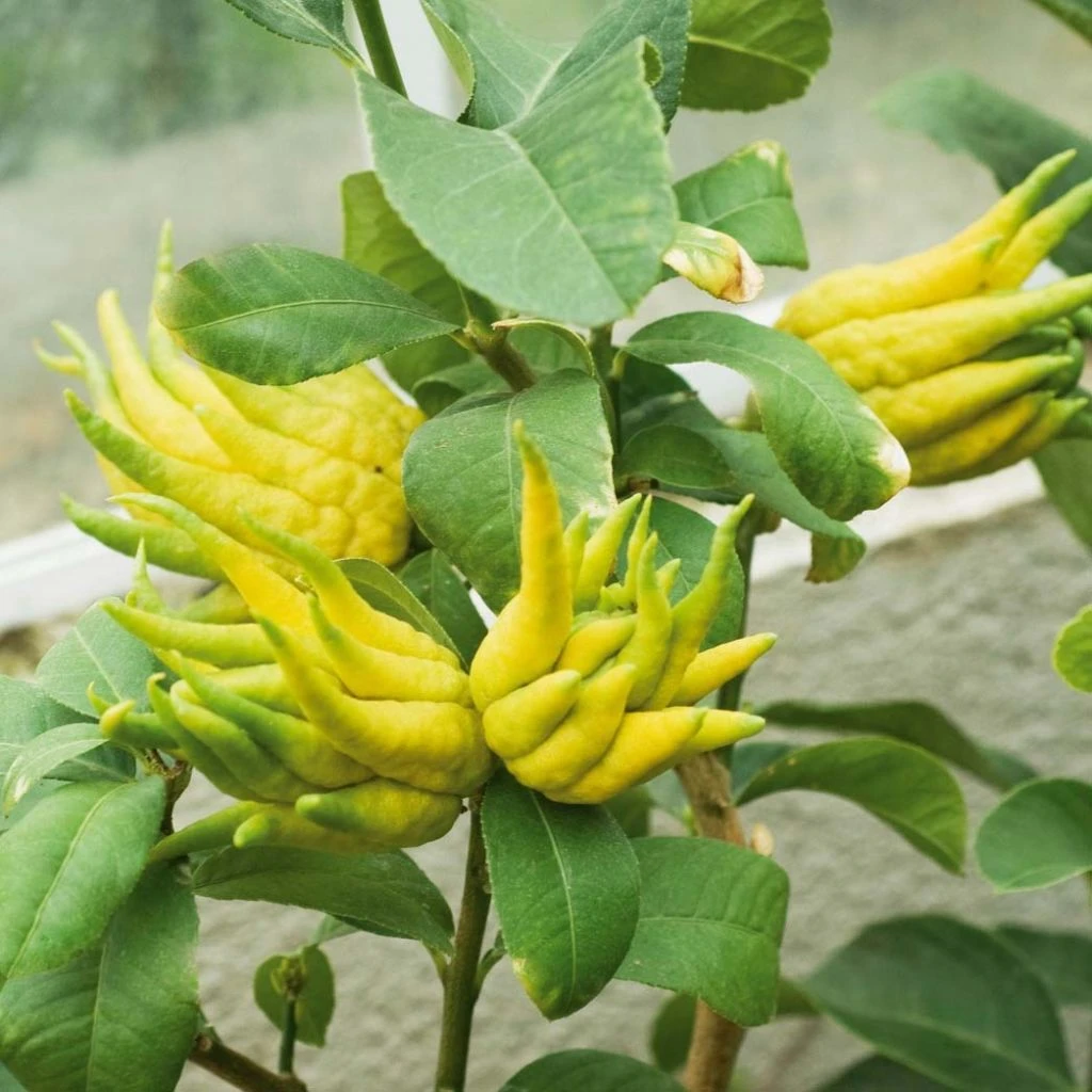 Main De Bouddha - Citrus Medica Var. Sarcodactylis 3 Main De Bouddha - Citrus Medica Var. Sarcodactylis