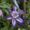 Clématite - Clematis Cassis -Promesse de fleurs Magasin clematis cassis 681390 2