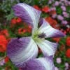 Clématite - Clematis Viticella I Am Lady J 1 Clématite - Clematis Viticella I Am Lady J -Promesse de fleurs Magasin clematite I AM LADY J n 28 681376 1