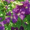 Clématite - Clematis Viticella Etoile Violette -Promesse de fleurs Magasin clematite etoile violette 681362 1