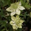 Clématite - Clematis Florida Alba Plena -Promesse de fleurs Magasin clematite florida alba plena 681432 1