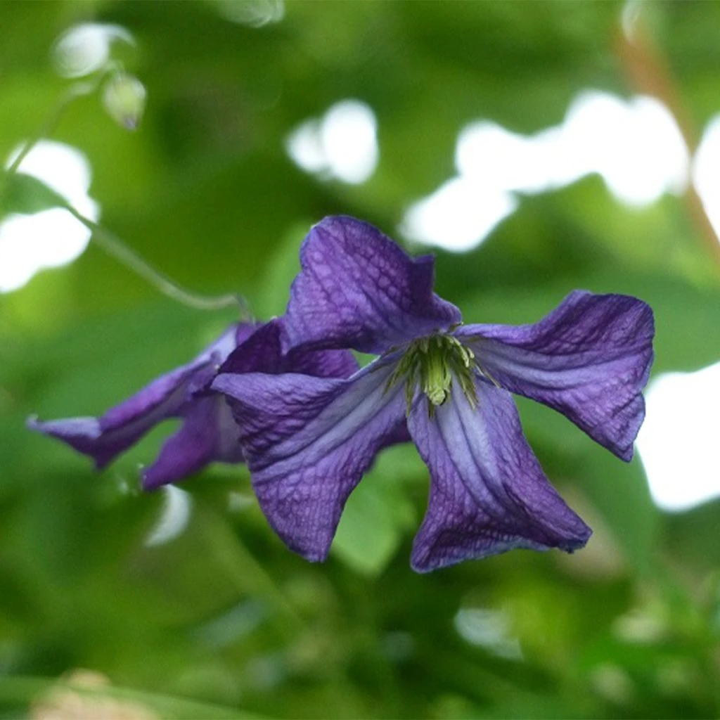 Clématite Italienne - Clematis Viticella 3 Clématite Italienne - Clematis Viticella