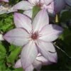 Clématite - Clematis Omoshiro -Promesse de fleurs Magasin clematite osmoshiro 681354 1