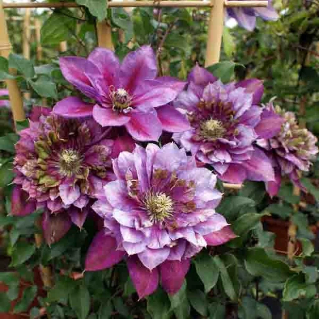 Clématite - Clematis Temptation 3 Clématite - Clematis Temptation