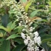 Clethra Barbinervis Great Star -Promesse de fleurs Magasin clethra barbinervis great star 15384 1