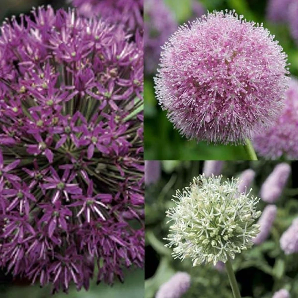 Collection 10 Alliums 3 Collection 10 Alliums