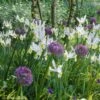 Collection Allium & Iris De Hollande -Promesse de fleurs Magasin collection allium iris de hollande 15274 1