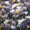 Collection 100 Crocus Grandes Fleurs Mammouth 1 Collection 100 Crocus Grandes Fleurs Mammouth -Promesse de fleurs Magasin collection crocus grandes fleurs 53971 1